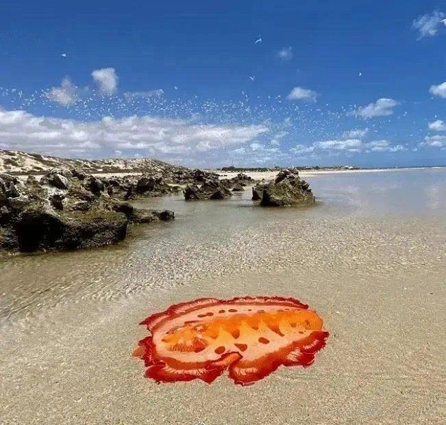 像一张超大的披萨在海里！