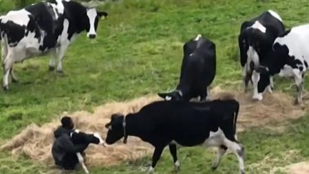 无人机拍下奶牛母子分离瞬间，母爱伟大却难敌命运