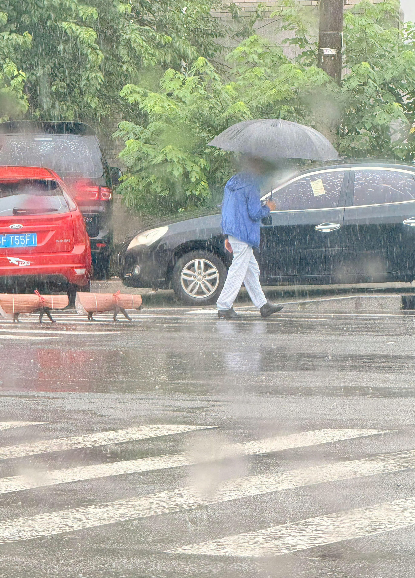 黄梅天遛狗上海人有多拼 ​​​🤣