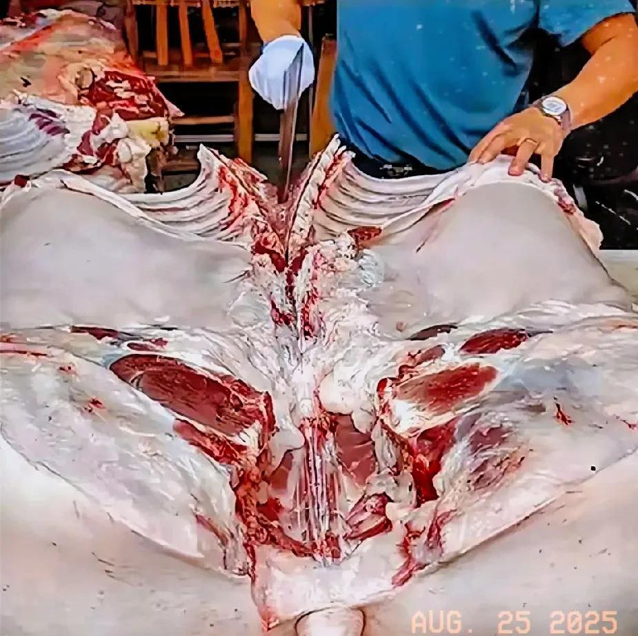 猪肉新低，一斤猪肉三斤玉米，是成本底线！
一，体力劳动者减少，曾经的大基建，动员