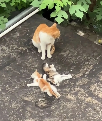 猫妈妈的小猫被坏人扔河里淹死了，猫妈妈以为把小猫晒干了小猫就会醒来。