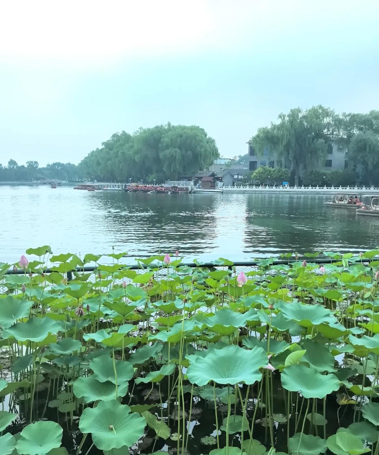 夏天，北京什刹海的荷花开了
#北京的气候# 
#遛遛北京#