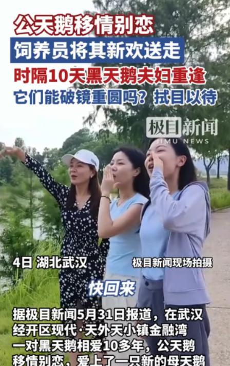 “万物皆有灵！”5月31日，湖北武汉，一只公天鹅和一只母天鹅相爱10多年，谁料，