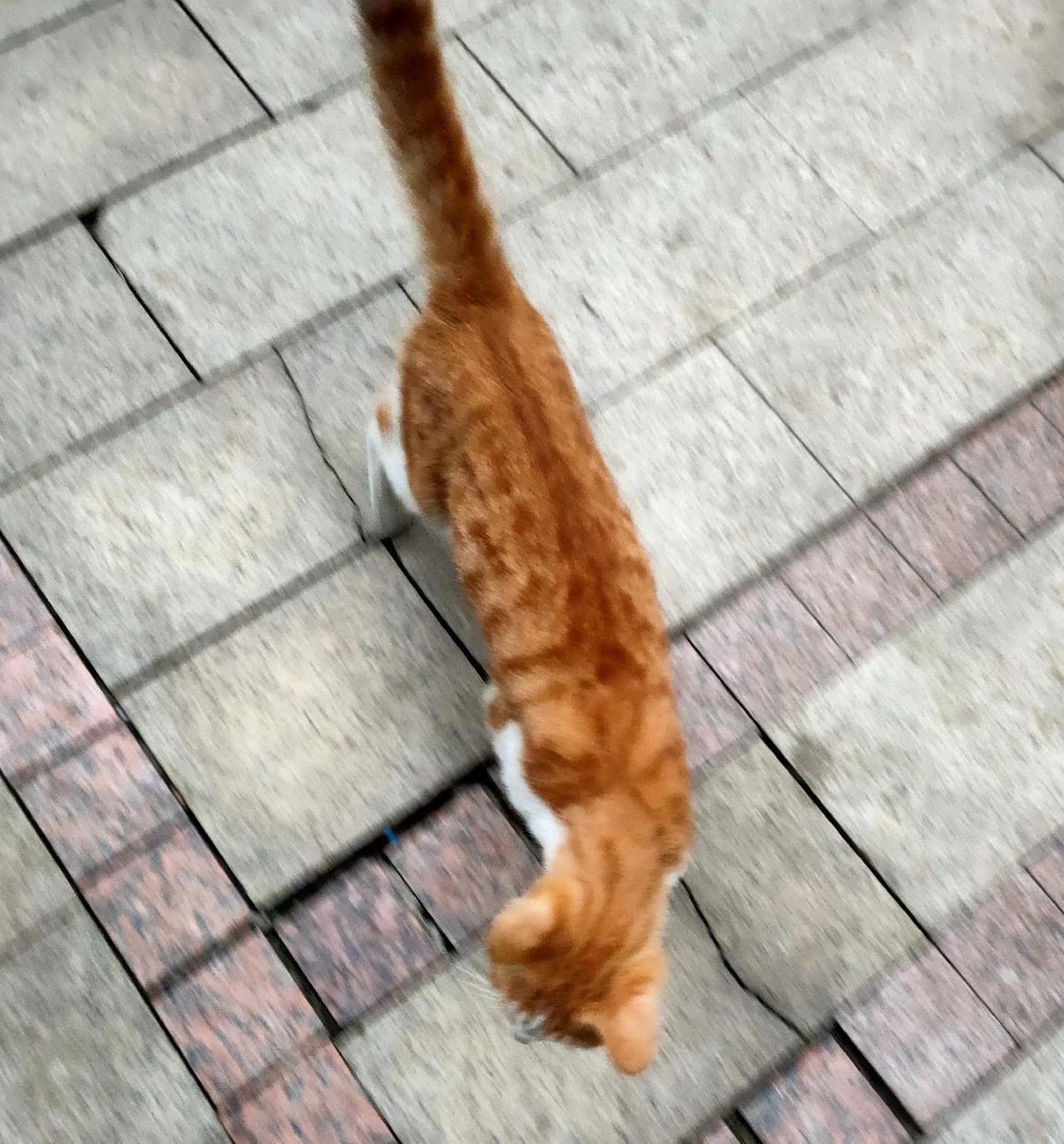 小区里看到流浪猫要不要喂它？早上出小区，迎面走来一只瘦长的橘猫，我随便叫了它几声