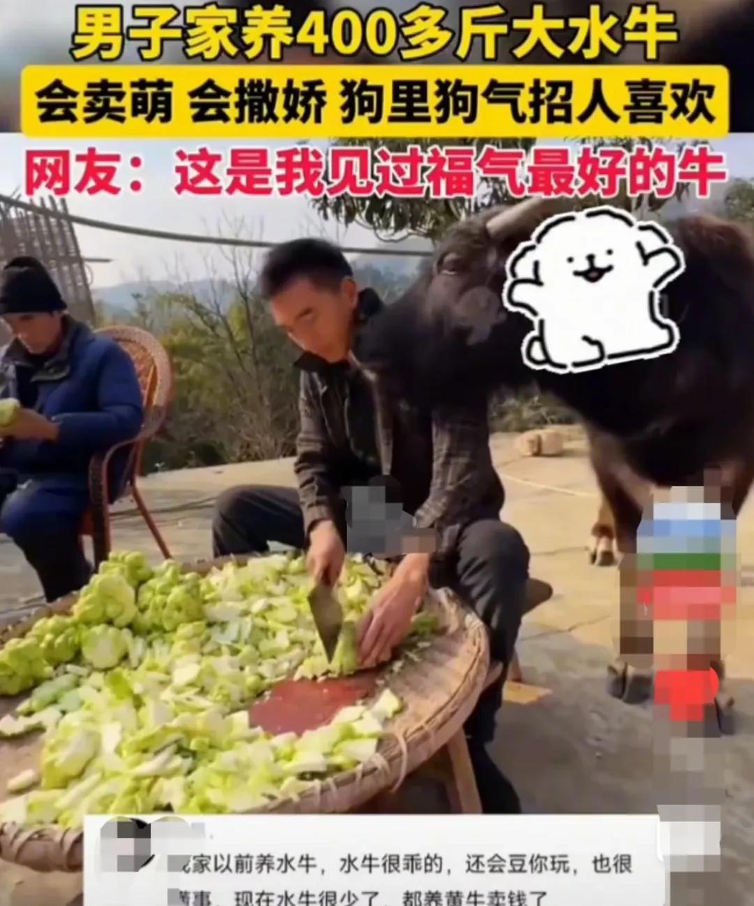 重庆，男子家里养了一只宠物水牛，男子一有空便喊水牛出来，上山吃草。水牛一听到主人