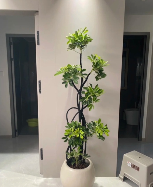 鸭脚木是室内最好养的绿植之一！
