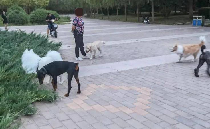 “冤不冤？”辽宁丹东，2名小伙在公园角落里遛狗没栓绳，一名大妈路过时，不愿意了，