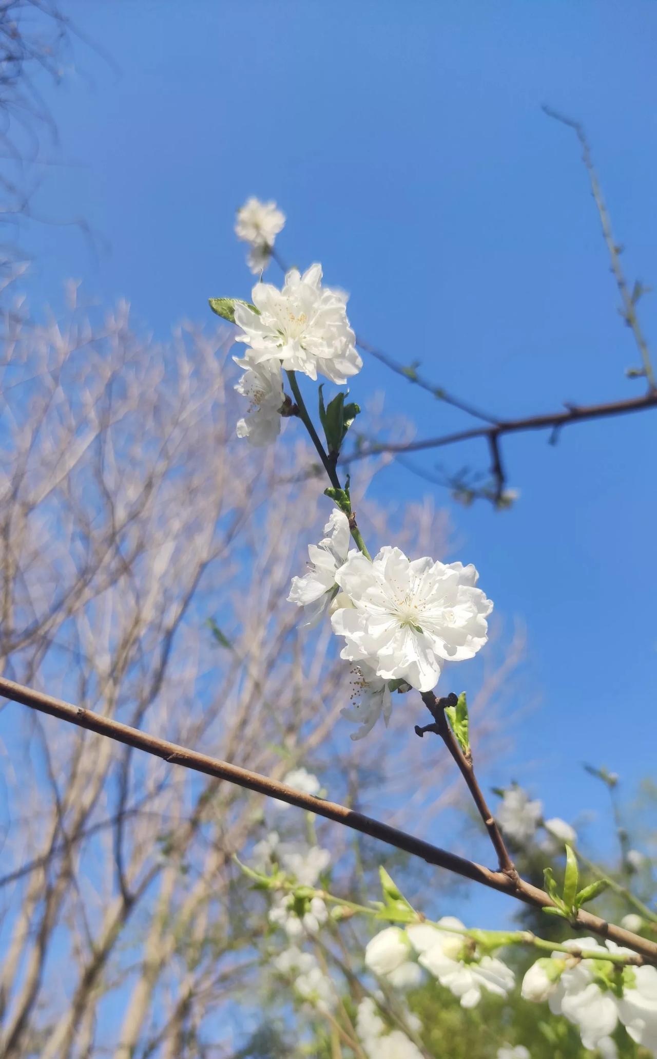 小时候不懂，
上坟烧纸的意义，
每当祭祀的日子，
家里的大人都拿着烧纸贡品去坟上