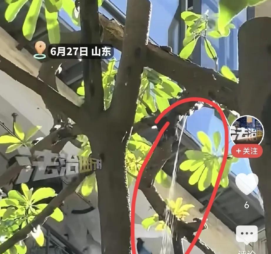 终于知道是谁往我头上滋尿了，原以为是下雨了，是鸟，是口水，从没想过是知了猴啊！