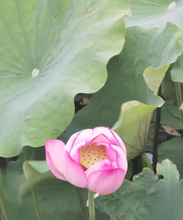 结婚多年的两口子，想要好好说话不容易！[笑哭]
傍晚，我和大龙先生一起出去遛弯儿