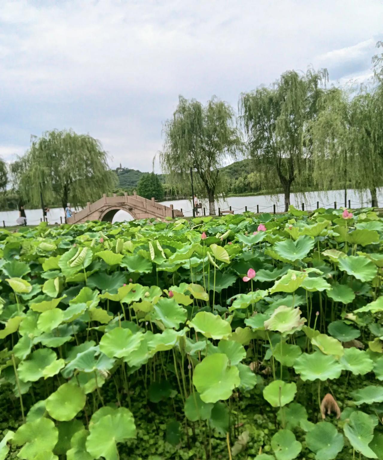 #旅行随手拍#苏州石湖景区，渔庄，荷兰“盛大开幕”，蔚为壮观！