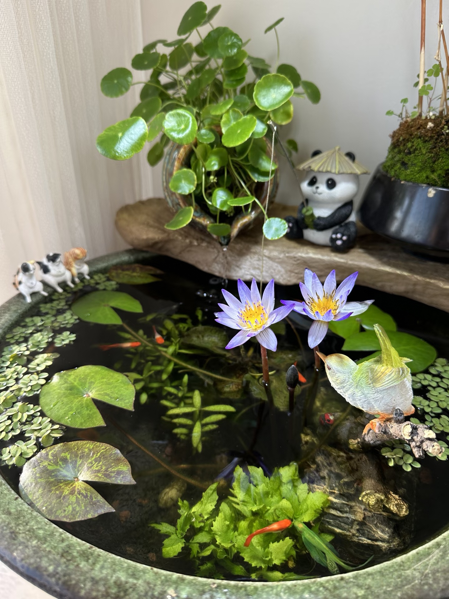 秋冬养睡莲：做好 3 步，明年准能开满花！