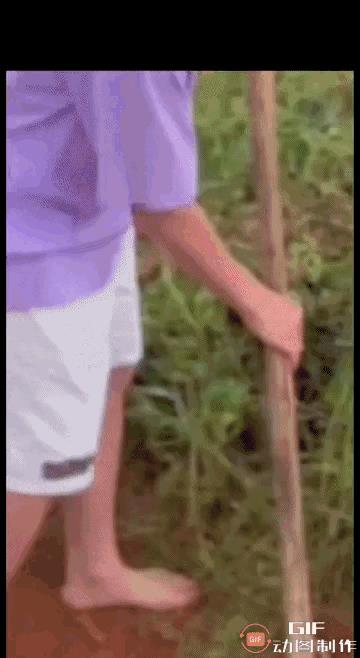 全红婵回老家真接地气啊，她光着脚丫在地里帮爸爸除草，这状态仿佛回到了小时候……