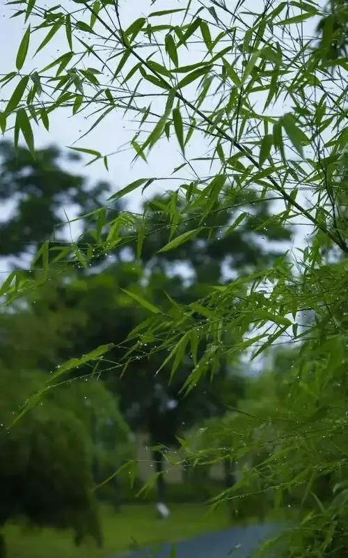 #晒出你相册中的花草树木#