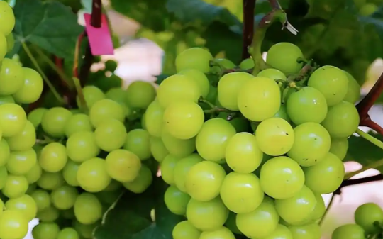 “水果贵族”阳光玫瑰跌落神坛，从“葡萄界爱马仕”到陷入滞销困境，为啥大家都不吃了？