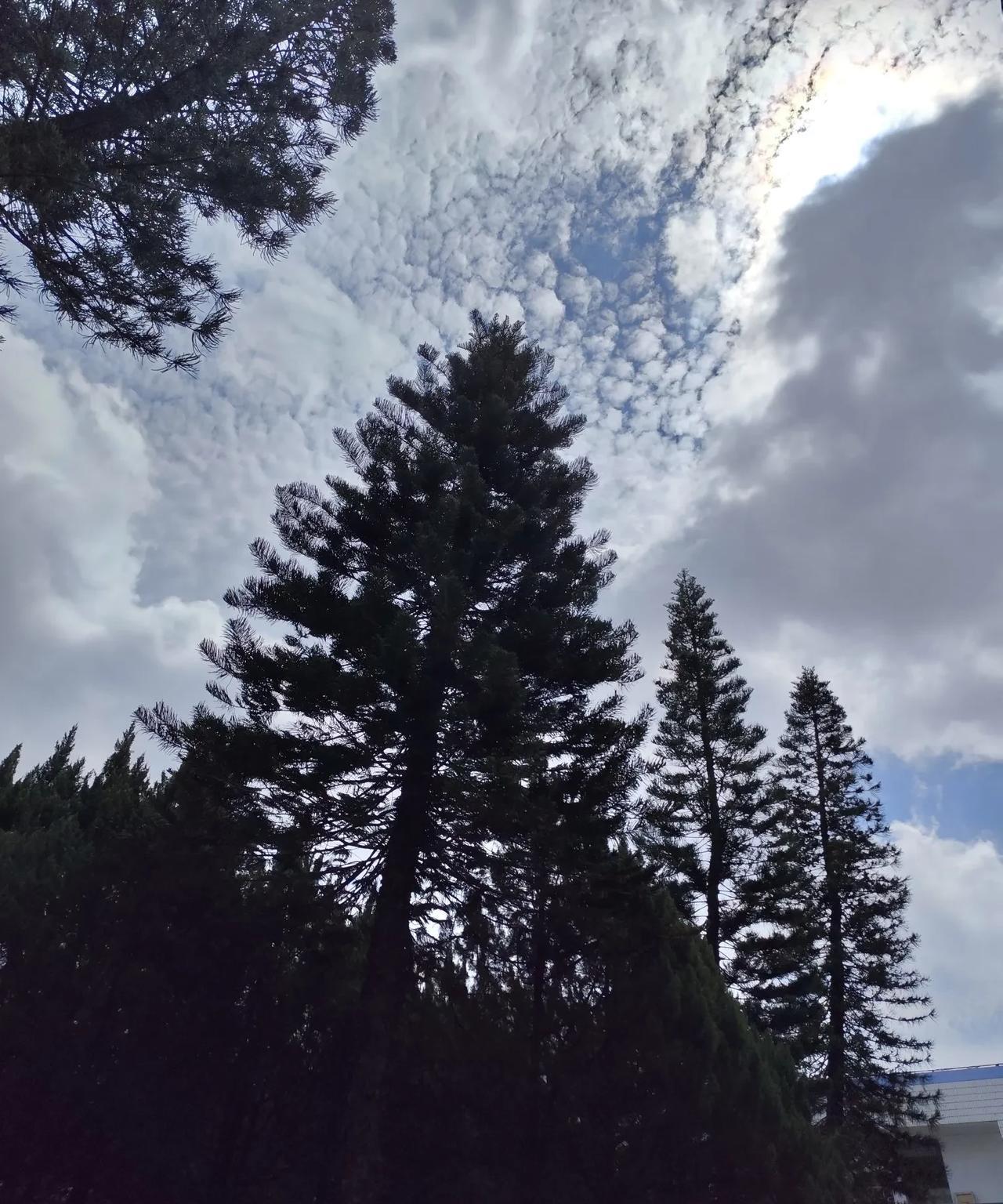 迪迪不畏道歉，迪迪不畏道歉说因受情绪困扰，自己讲话有失分寸，没有考虑到嘉宾和他家