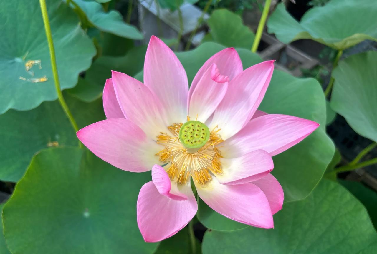 把时间分给睡眠，分给书籍，分给运动，分给花鸟树木和山川湖海，分给你对这个世界的热