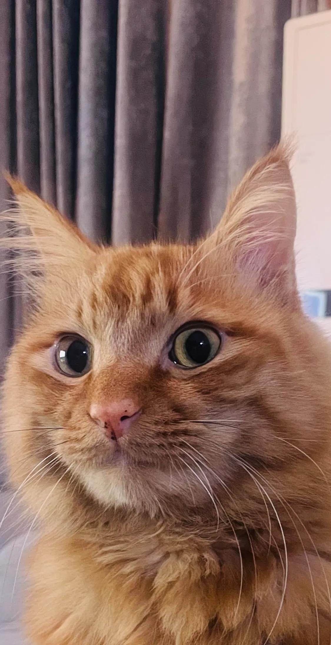 你养的小猫小狗，其实和你有着特殊的“子女缘分”，只不过这一世它们以宠物的身份陪伴