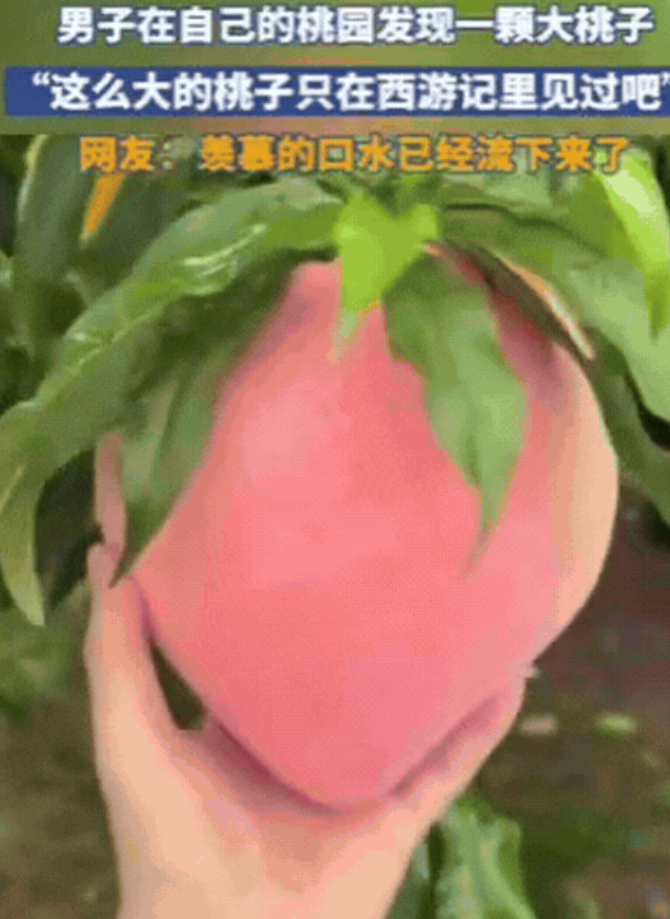 果园惊现“巨无霸”仙桃，双手难握引热议！网友：给桃子上保险！​​