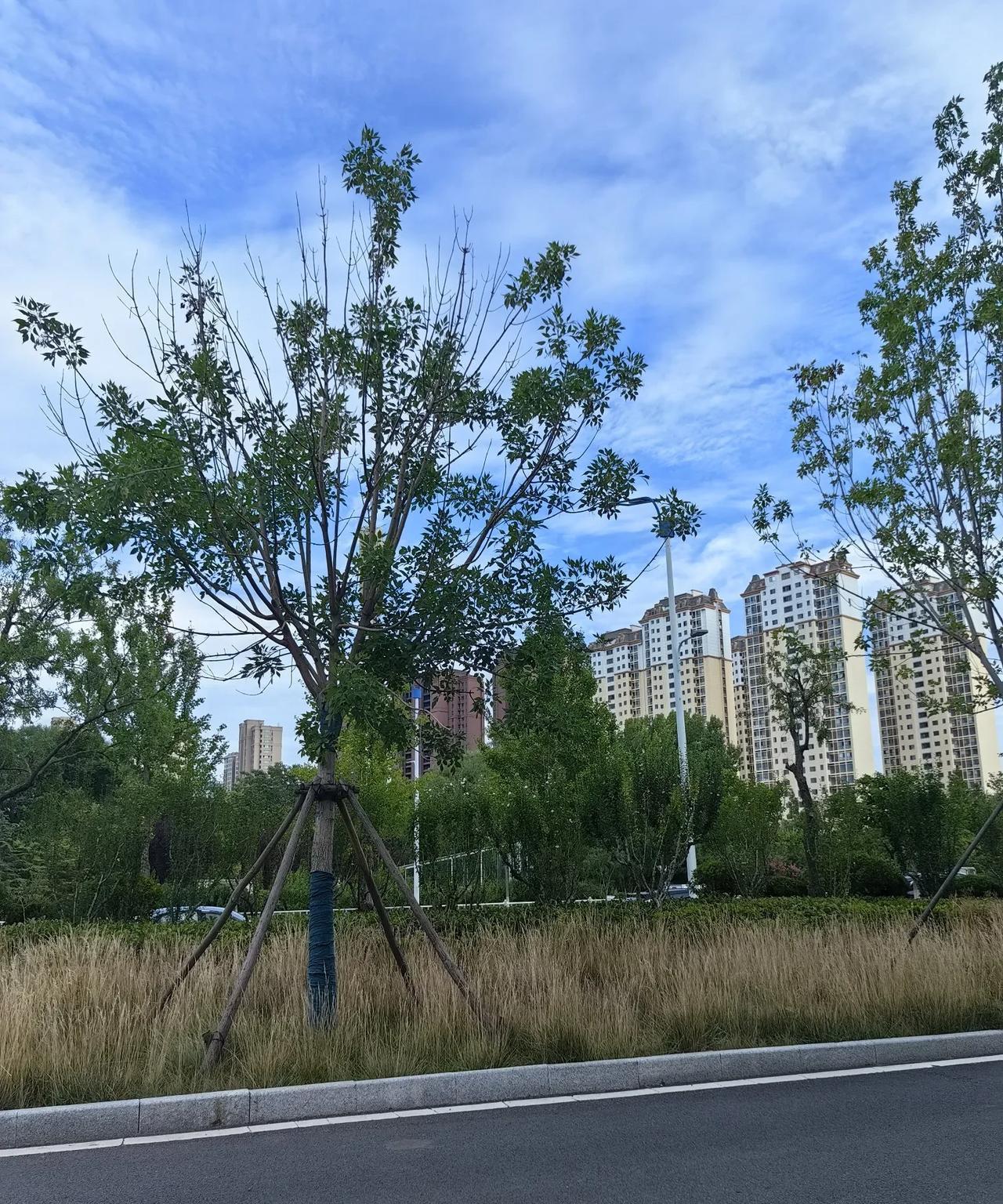 坐在小区外面的路边上，凉风习习，感觉非常的舒服，这时候的烟台特别的宜居。
和青岛