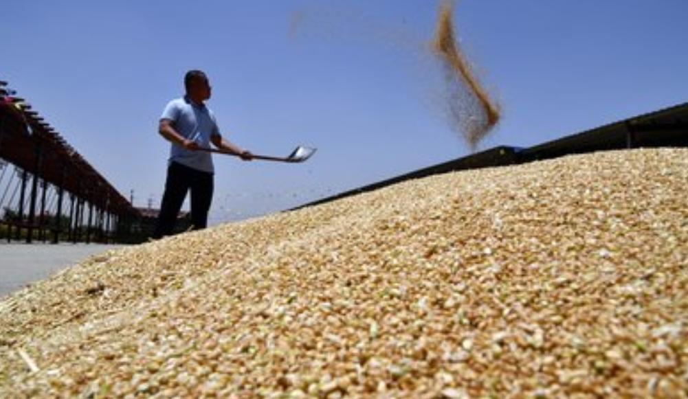 为什么中国粮食价格这么低？说白了这就是国家在给老百姓“保命”，如果粮食价像国际市