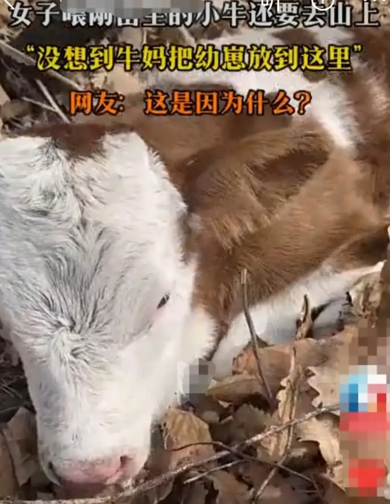 黑龙江，初次怀孕的牛妈妈，感觉自己快要分娩了。它便离开牛圈，急忙来到山上，一个避