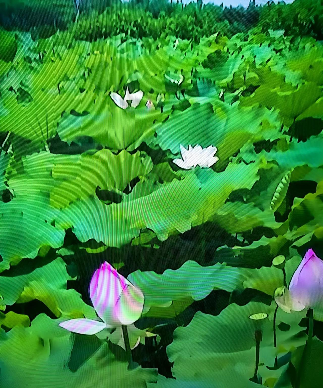 上联：雨打荷塘千把伞
下联：？