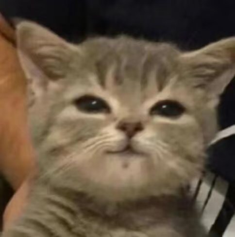 迪丽热巴这张照片完全就是小猫 ​​​