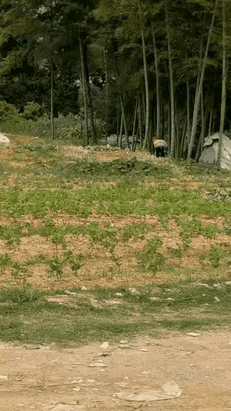 穿尿不湿的年纪，
锄头用的那叫一个利索！
