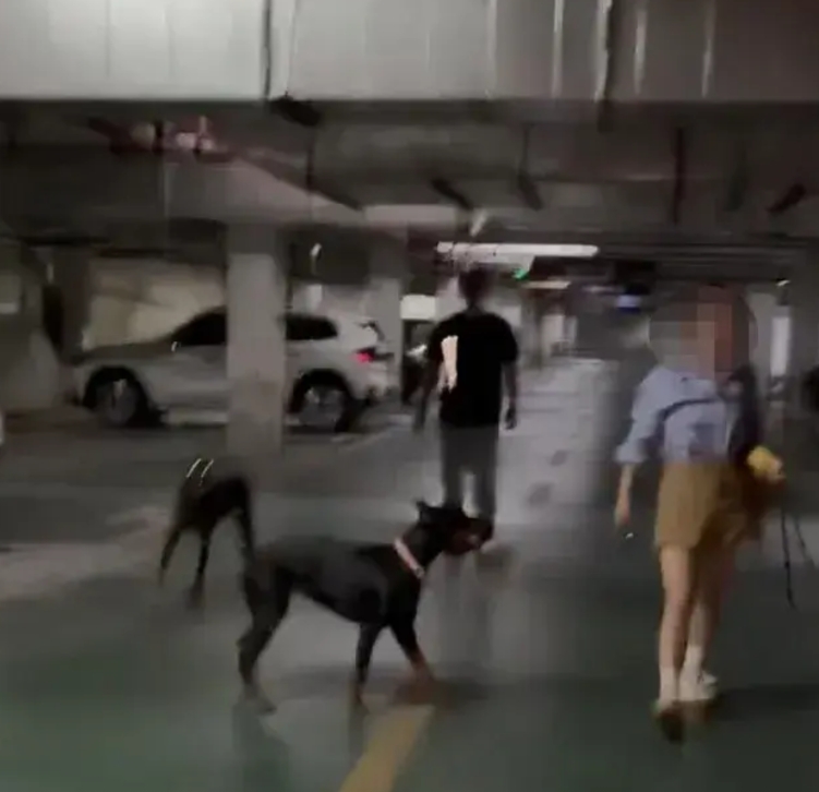 其实行凶的不止是2条狗。江苏镇江丹阳杜宾犬嚣张女主人事件，有个细节被人忽视了。