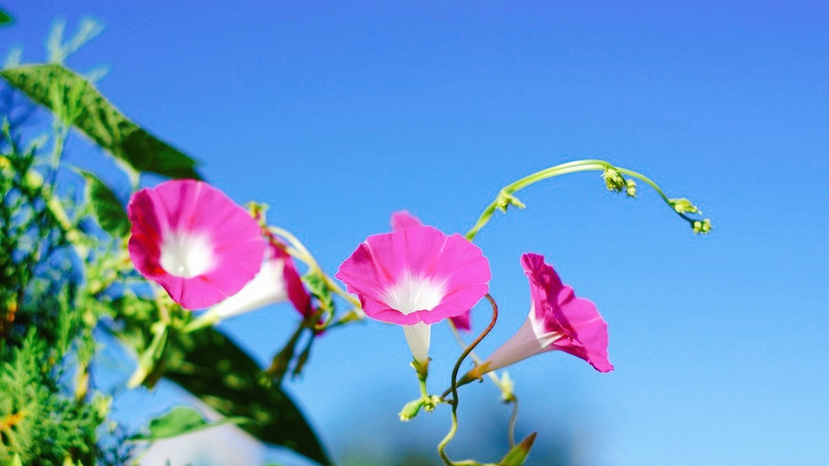 今日七月十八“王母娘娘圣诞”，老人说：5样不上桌，福气不进门，图个好兆头