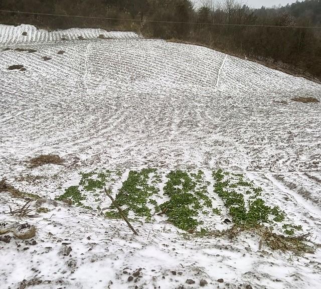 最近这天气真是任性！都快四月了，湖南壶瓶山居然飘起了雪花，这可不是闹着玩的。寒潮