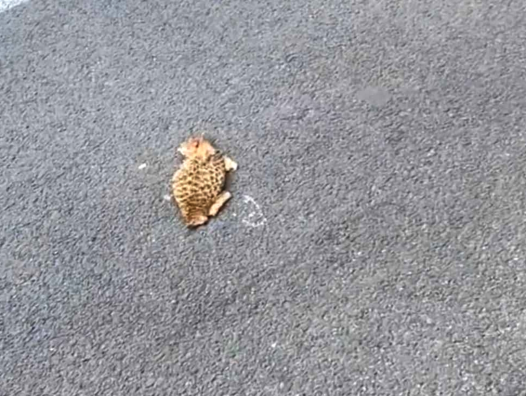 吓我一跳，远看还以为小猫被压扁了，原来是个榴莲壳：
