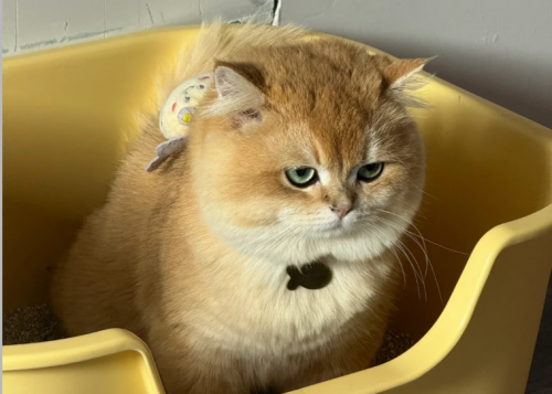 猫咪埋屎失败后，内心OS可能比你想的还戏精