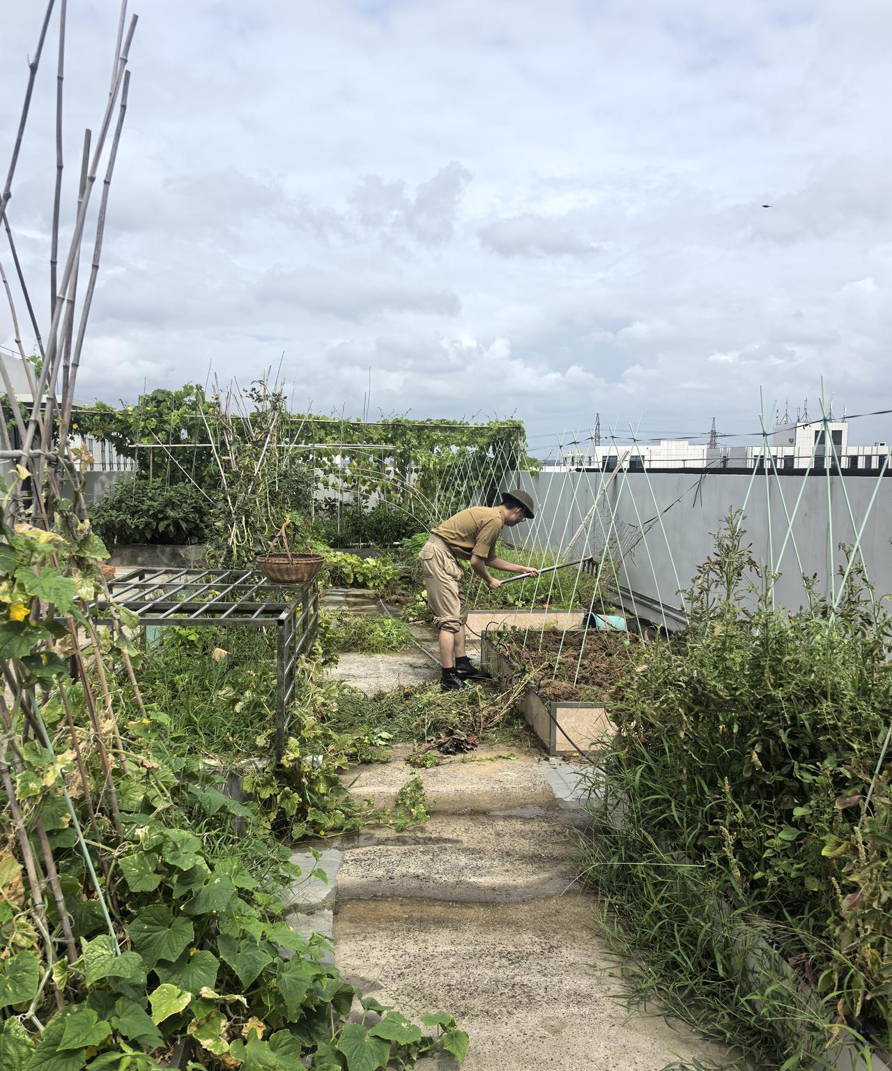 劳动最光荣。
为了让小孩可以真实体验农作的感受，特意去运来成吨的泥土到露台，将露