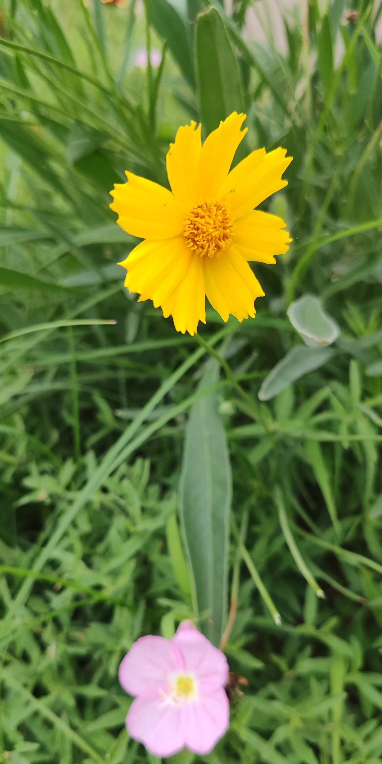 #分享小区里面的花草#小区一角的花草随手拍……