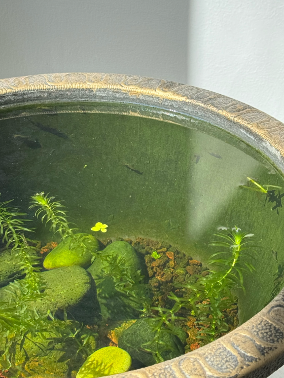 鱼缸里长藻了，这是水质好还是不好？​