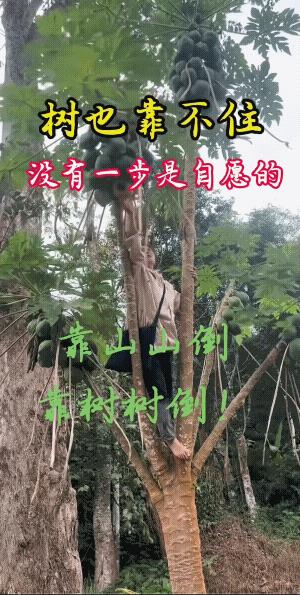 女子大概率是游客，不是本地人。木瓜树是不能爬的。不过，她还真的爬上去了，即然爬上