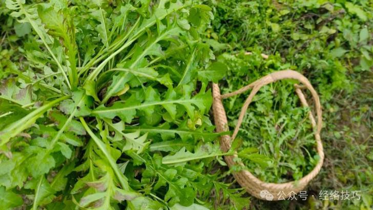 肝很爱的一种菜叶，立春就开始吃起来，越吃肝气越顺，脾胃越强