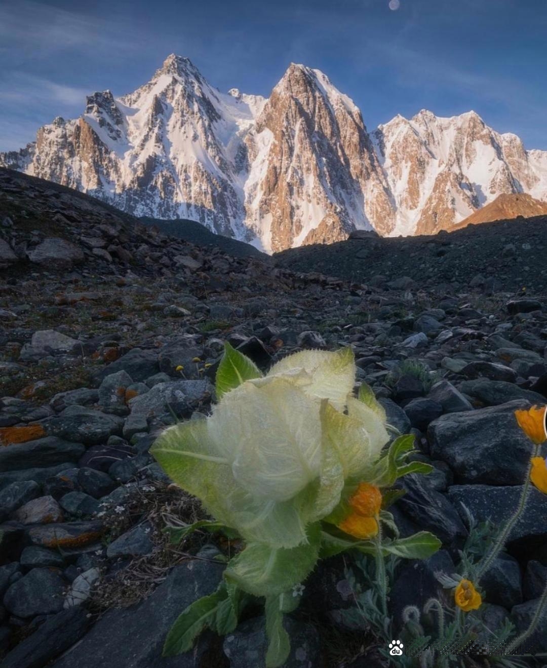 新疆一男子胆大包天，在天山偷挖4年天山雪莲，攒下5000余株藏于家中，此植物为国