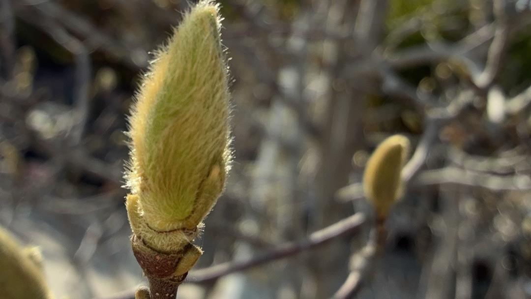 2025乙巳蛇年每日通盛及各生肖运势11月21日