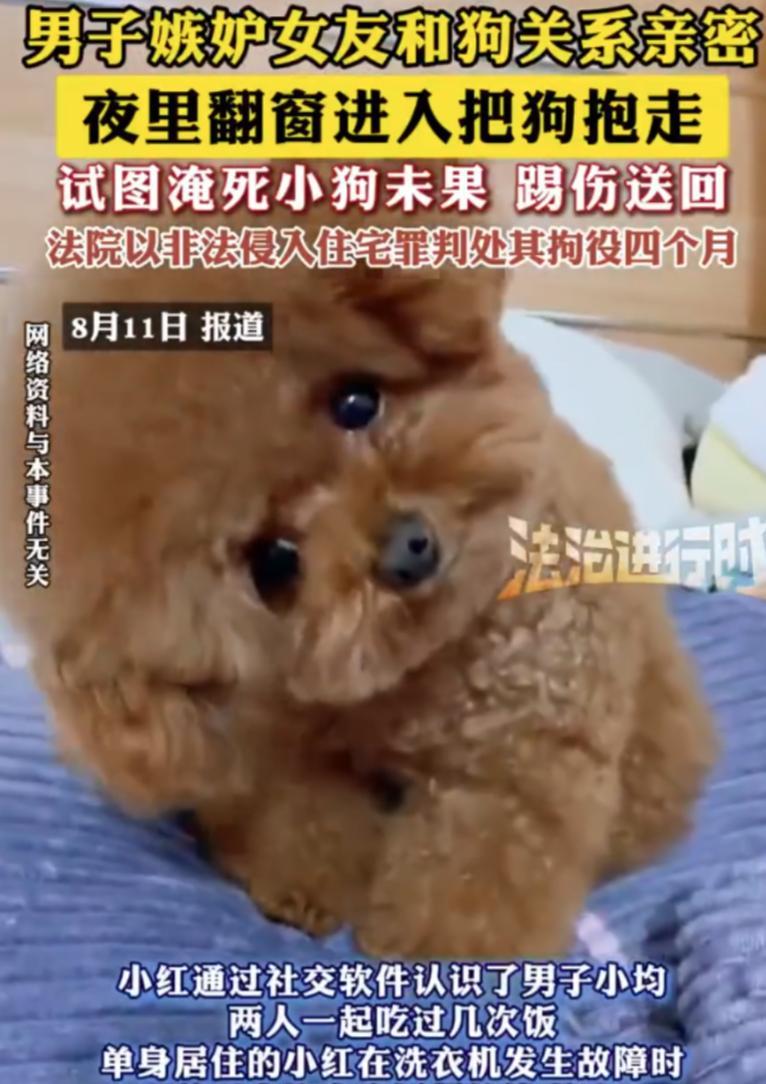 真是个人才！上海，一男子因嫉妒女友和狗的关系亲密，竟夜里翻进女友家，将狗偷走想要