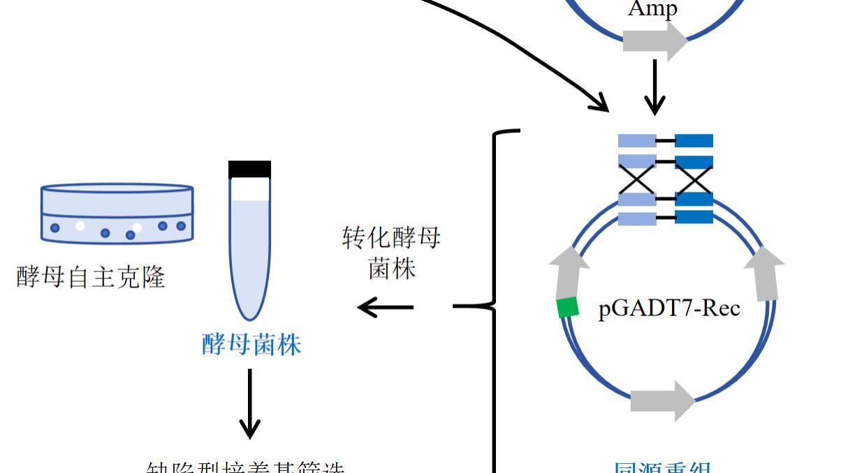 酵母展示技术：二十年迭代升级，赋能蛋白支架筛选与文库构建
