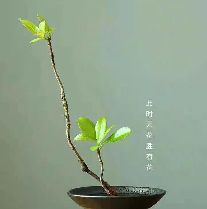 顽强的生命力，一切皆有可能！[吃瓜群众]