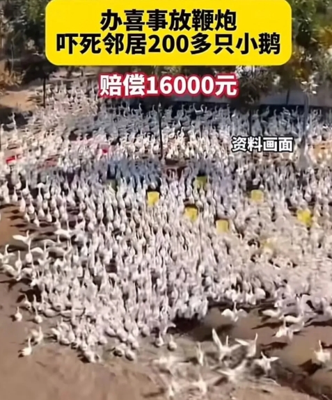 江苏连云港，王某家办喜事放鞭炮，却意外吓死邻居崔某养殖场200多只鹅苗。崔某索赔