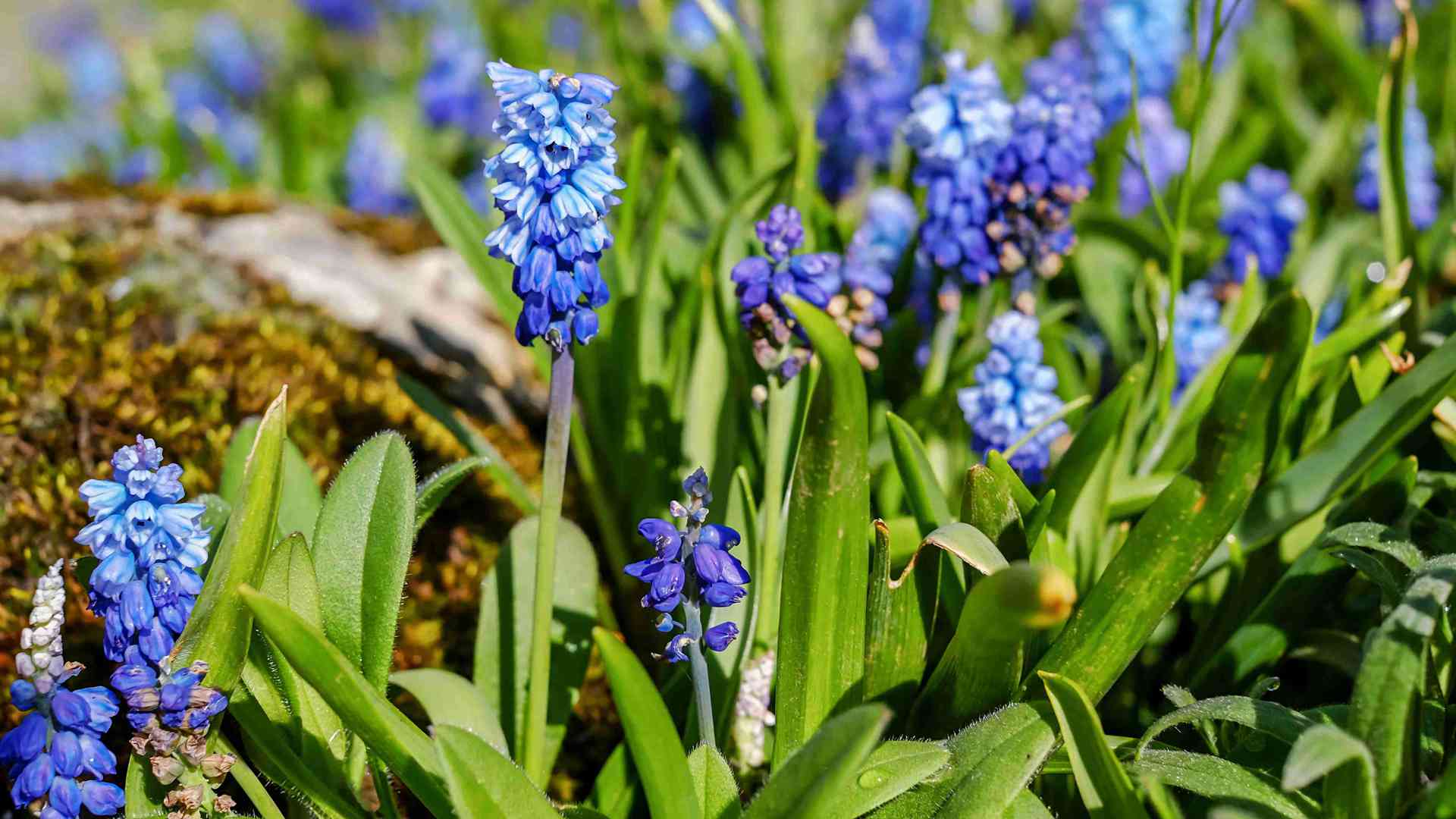 车内异味克星！车载绿植推荐+养护禁忌，长途驾驶必备神器
