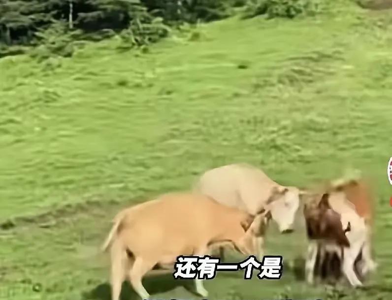 谁还敢给国足打钱？
比亚迪刚撕毁7500万合同，转身就跑。
合作原定五年，钱主要