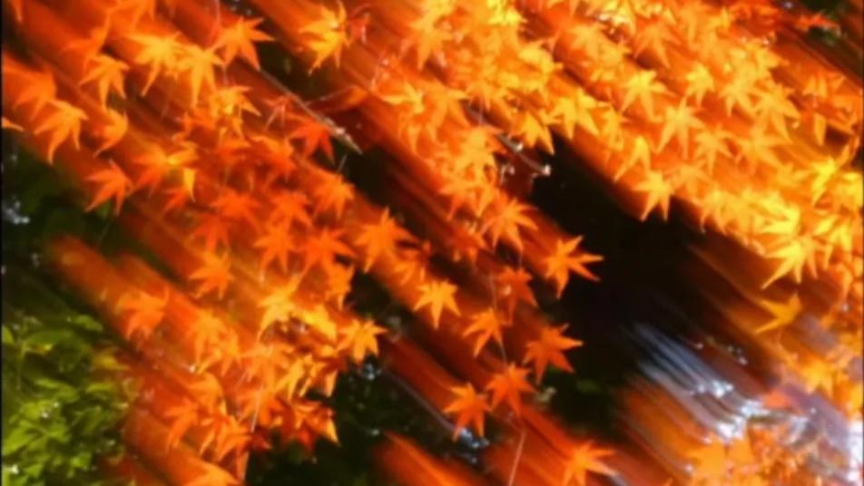 枫叶还能这样拍！像星星一样，很有创意的拍照思路