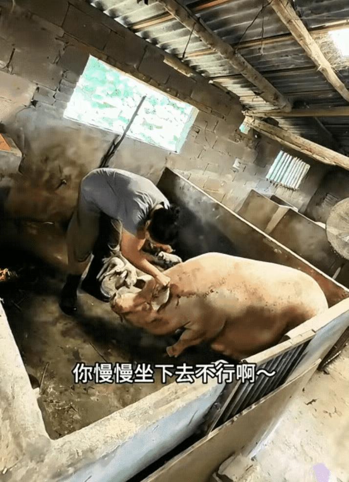 老母猪生了一窝小猪崽，睡觉的时候一屁股坐死了两个。女主人心疼的揪着老母猪的耳朵训