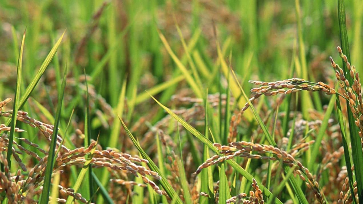 15天土壤活化方案，颠覆认知！盐碱地小麦，焕发新生机